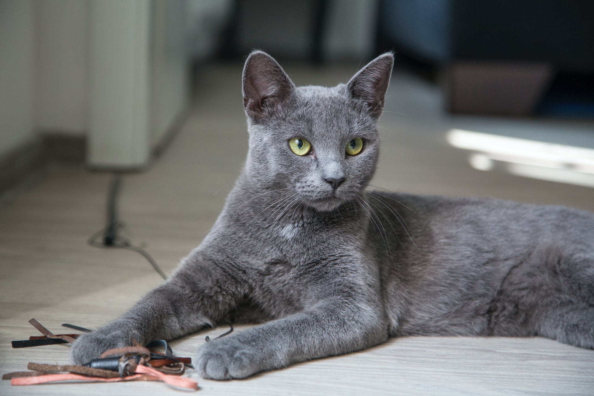 Overdreven lever Spelen met Budget kattenspeeltjes - Kattenpret